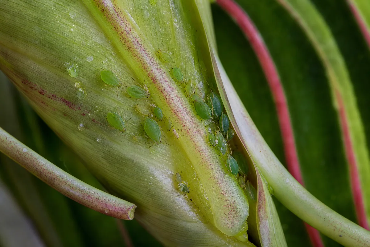 Close-up of Aphids on Maranta Leuconeura — diagnostic detail