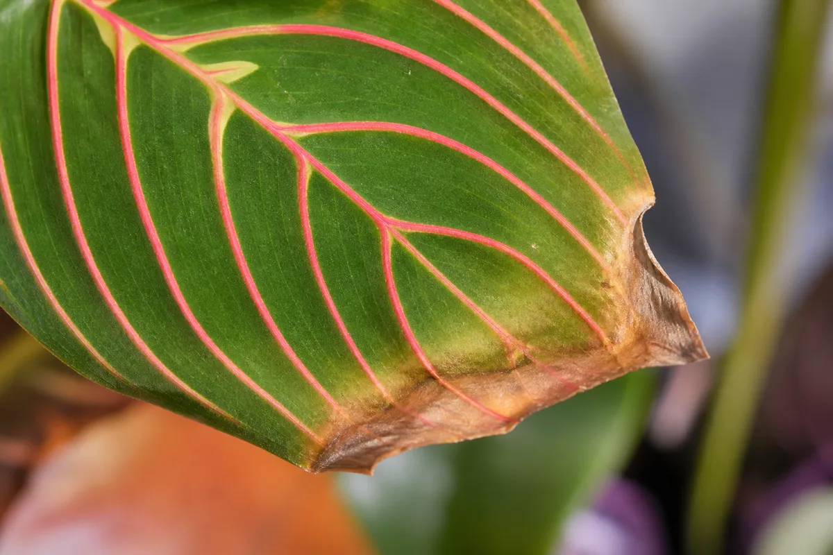Close-up of Brown Tips on Maranta Leuconeura - diagnostic detail