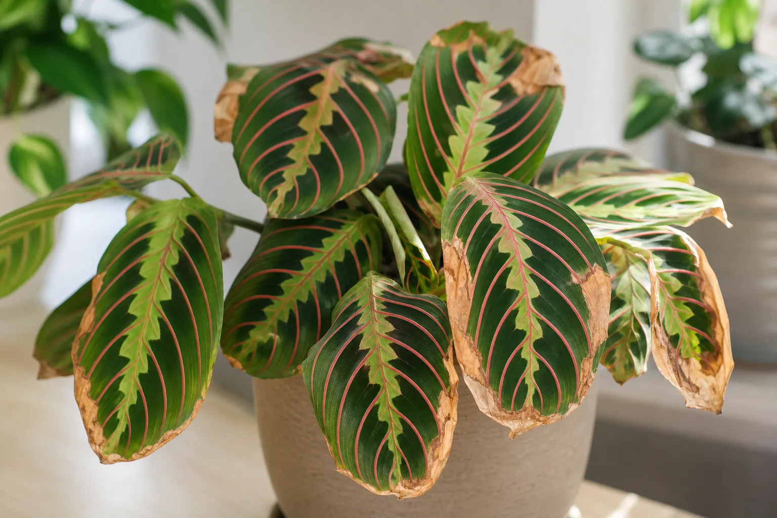 Brown Tips on Maranta Leuconeura - visible symptom on the plant