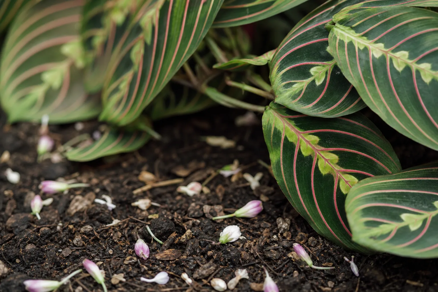 Bud Drop on Maranta Leuconeura - visible symptom on the plant