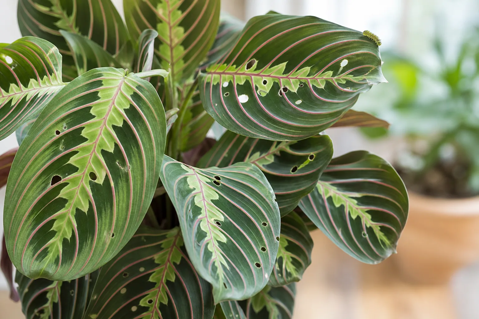 Caterpillars on Maranta Leuconeura - visible symptom on the plant