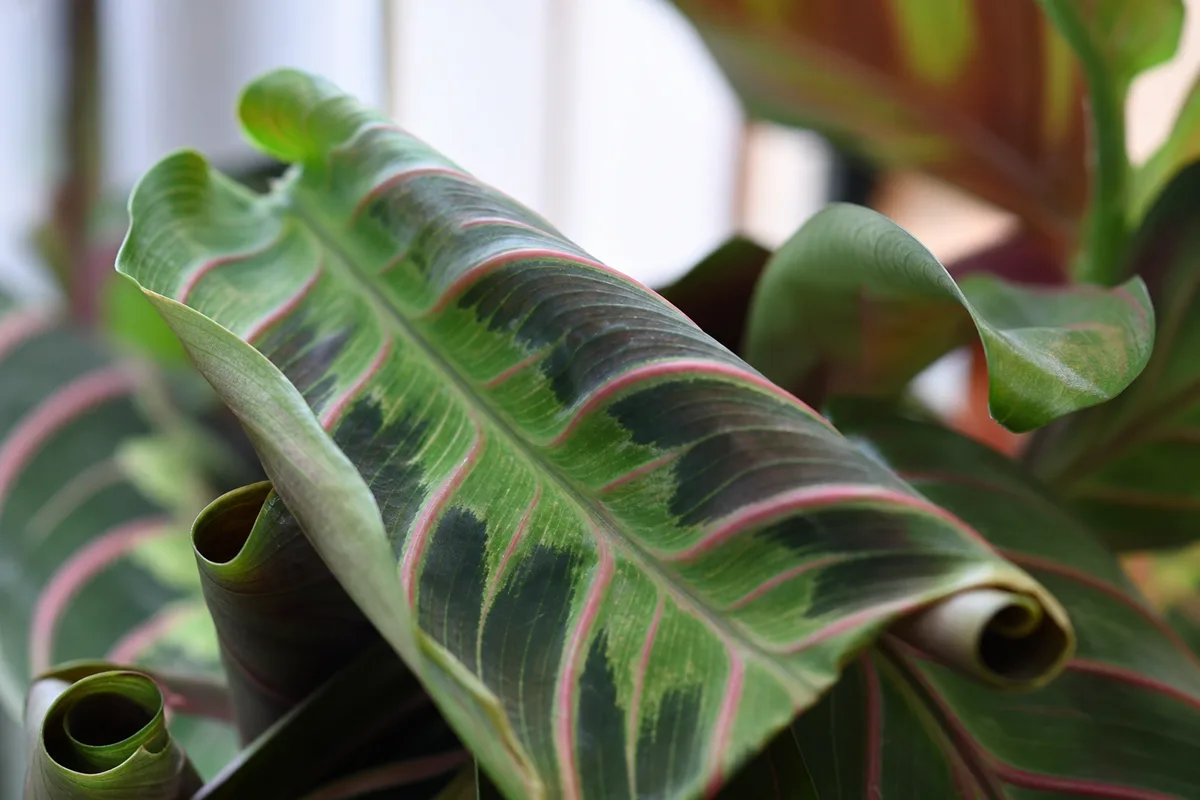 Close-up of Curling Leaves on Maranta Leuconeura - diagnostic detail