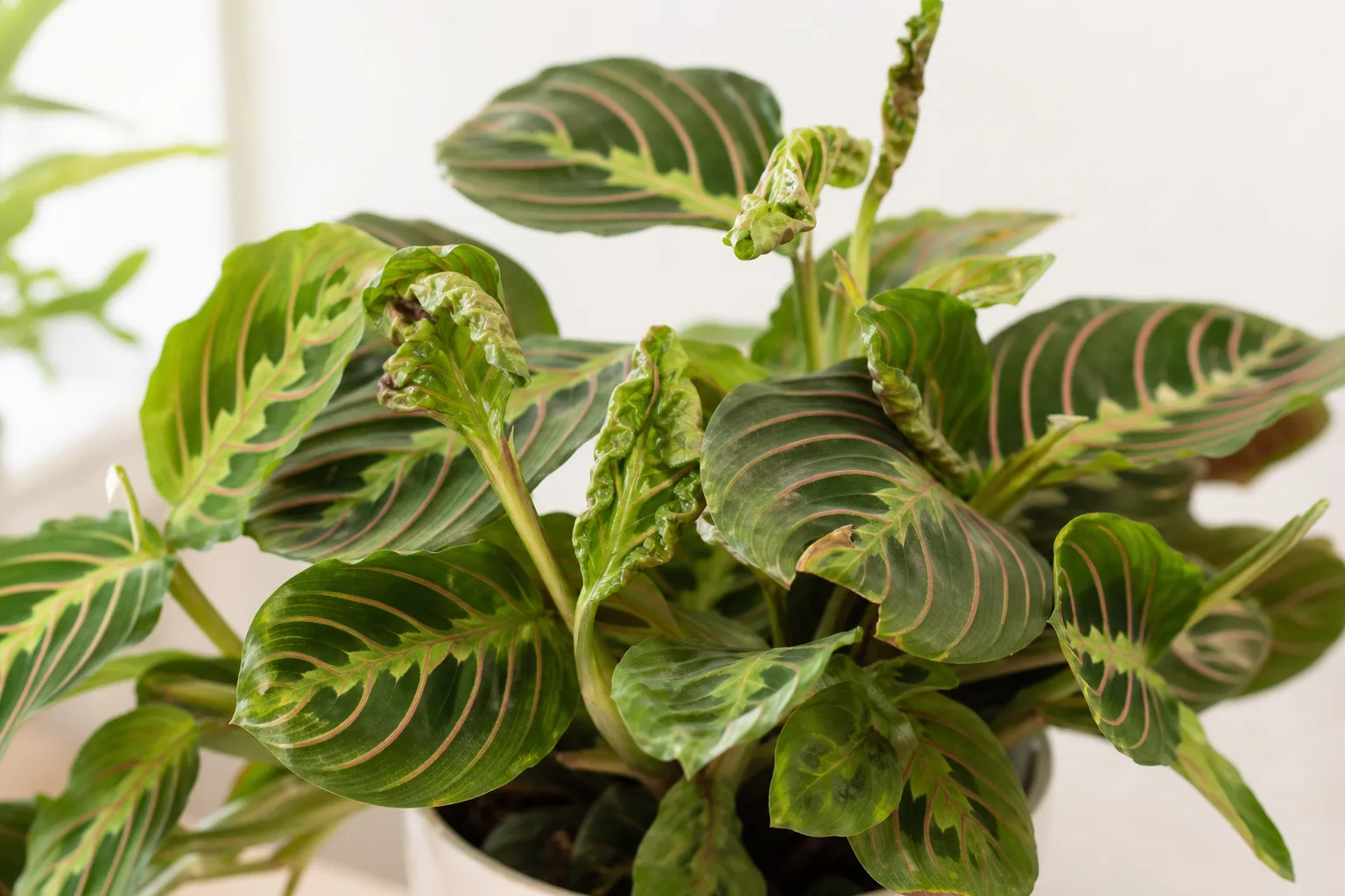 Distorted Leaves on Maranta Leuconeura - visible symptom on the plant