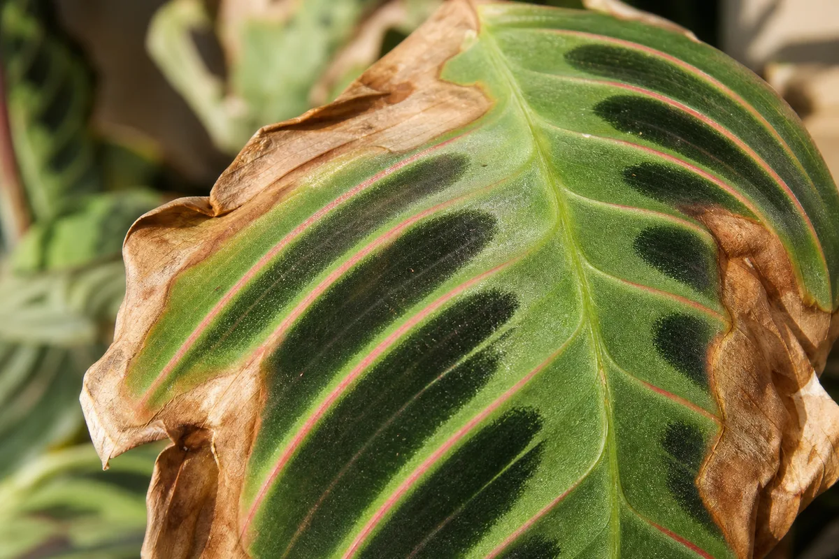 Close-up of Draft Stress on Maranta Leuconeura - diagnostic detail