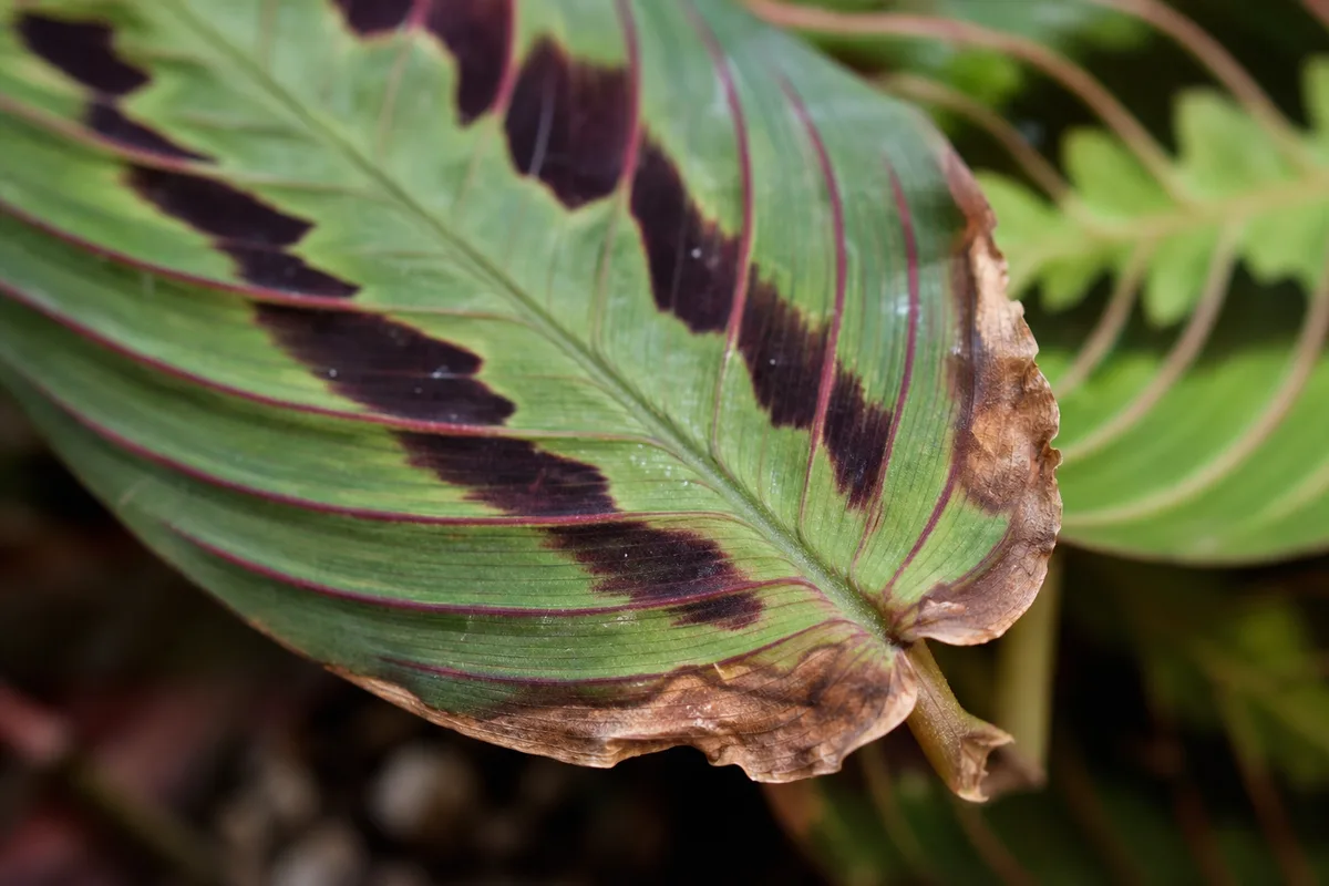 Close-up of Fertilizer Burn on Maranta Leuconeura - diagnostic detail