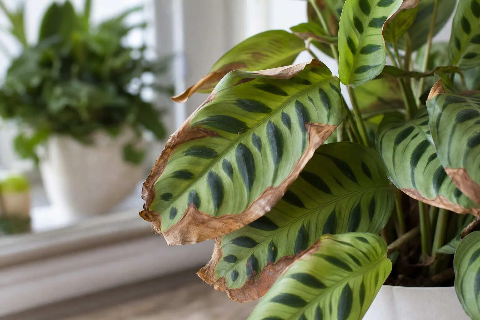 Fertilizer Burn on Maranta Leuconeura - visible symptom on the plant