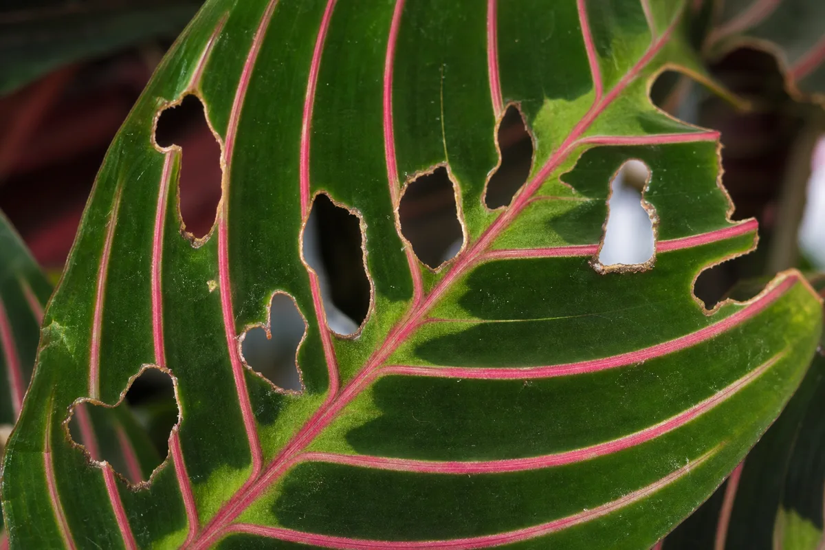 Close-up of Holes in Leaves on Maranta Leuconeura - diagnostic detail