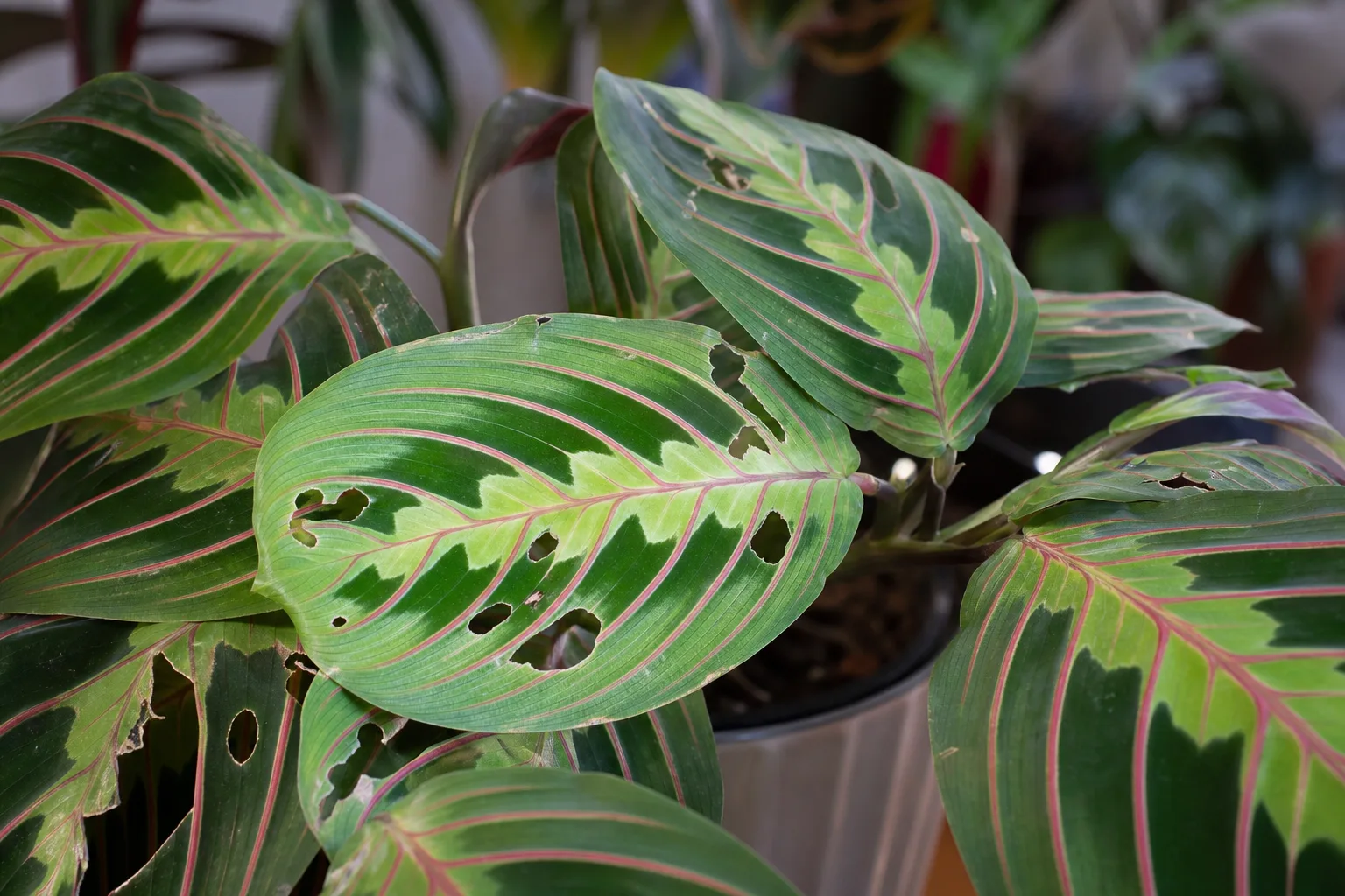 Holes in Leaves on Maranta Leuconeura - visible symptom on the plant