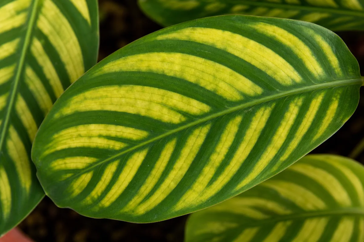 Close-up of Iron Deficiency on Maranta Leuconeura - diagnostic detail