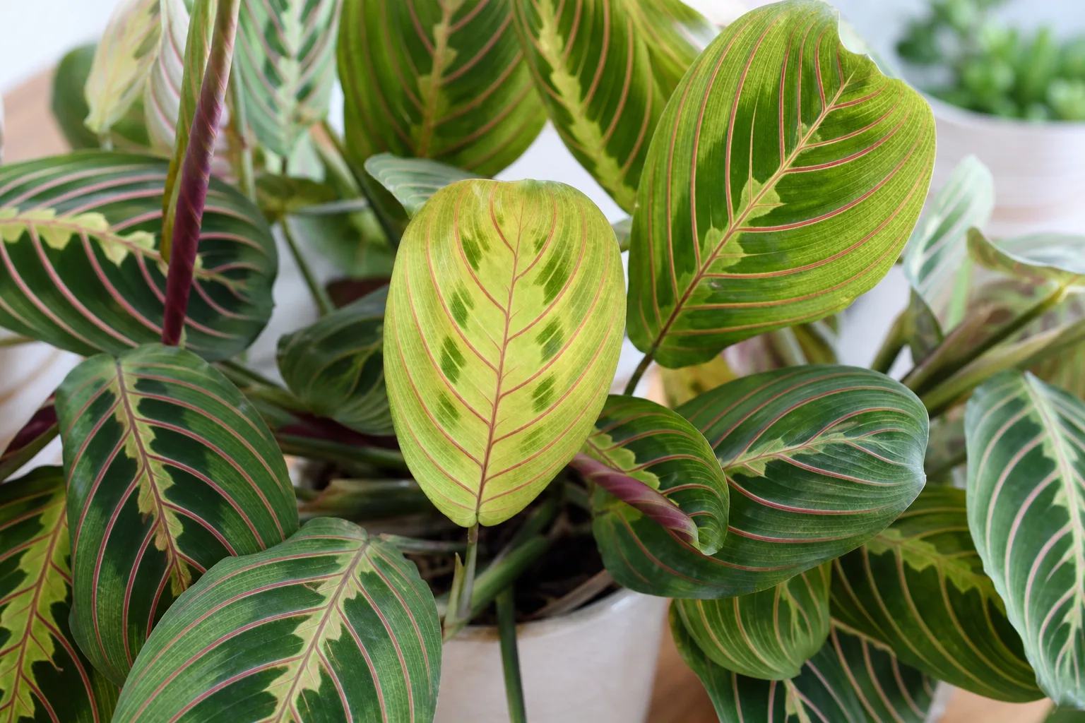 Iron Deficiency on Maranta Leuconeura - visible symptom on the plant