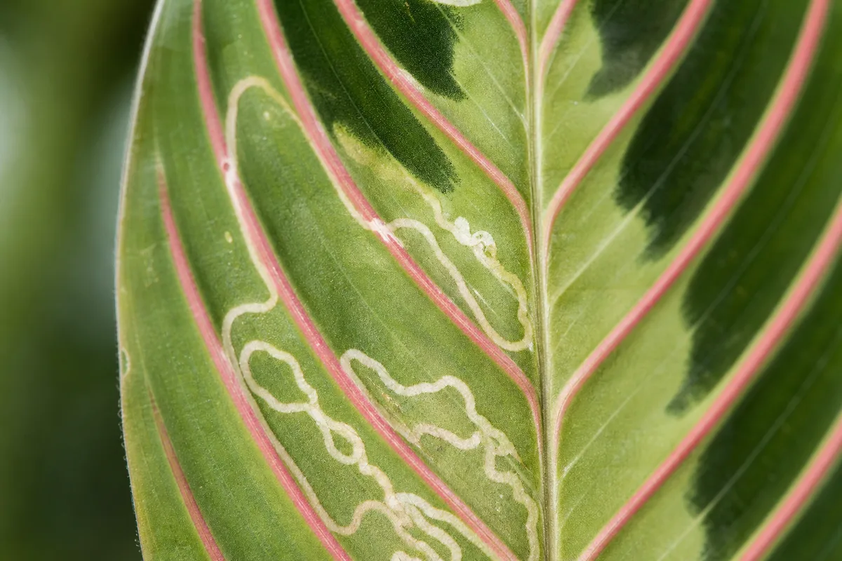Close-up of Leaf Miners on Maranta Leuconeura - diagnostic detail