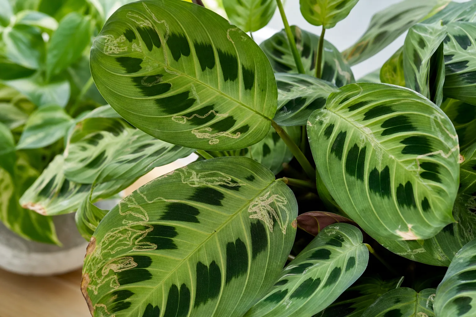 Leaf Miners on Maranta Leuconeura - visible symptom on the plant