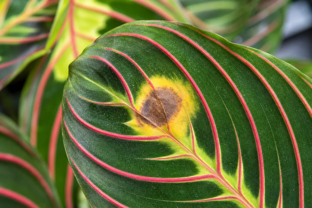 Close-up of Leaf Spot Disease on Maranta Leuconeura - diagnostic detail