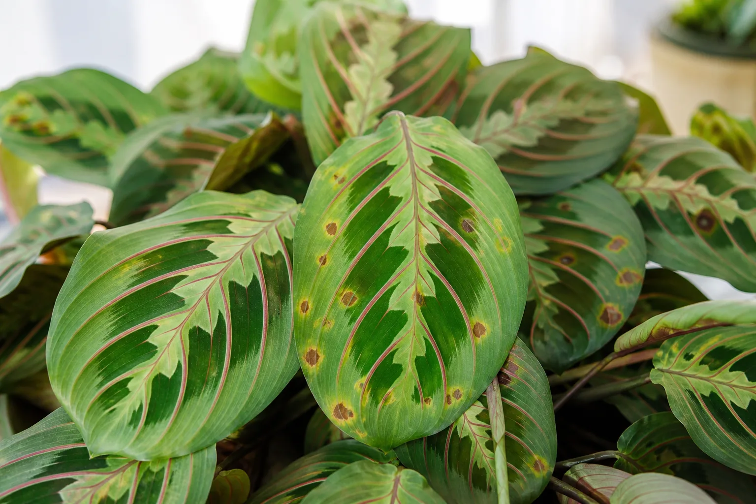 Leaf Spot Disease on Maranta Leuconeura - visible symptom on the plant