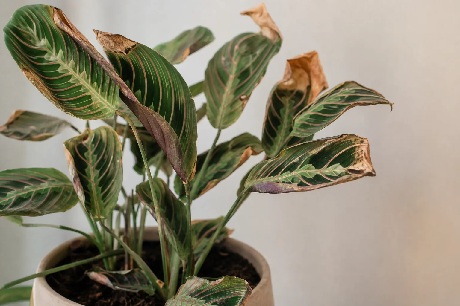 Low Humidity on Maranta Leuconeura - visible symptom on the plant