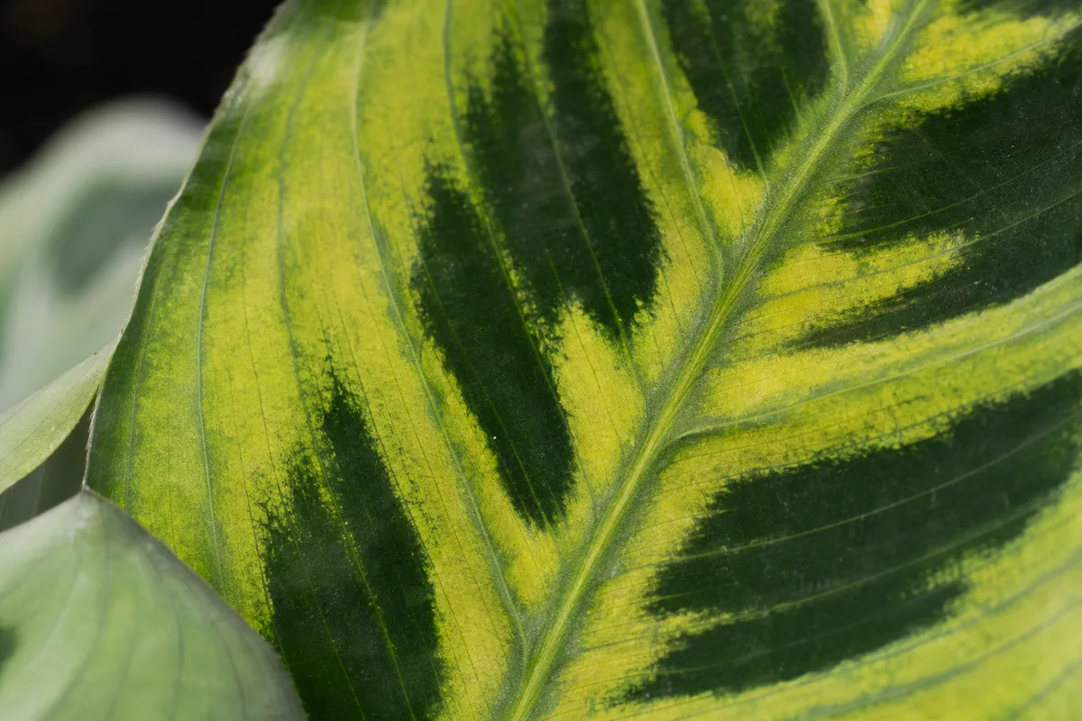 Close-up of Magnesium Deficiency on Maranta Leuconeura - diagnostic detail