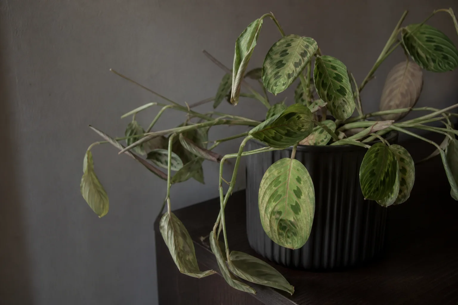 Not Enough Light on Maranta Leuconeura - visible symptom on the plant