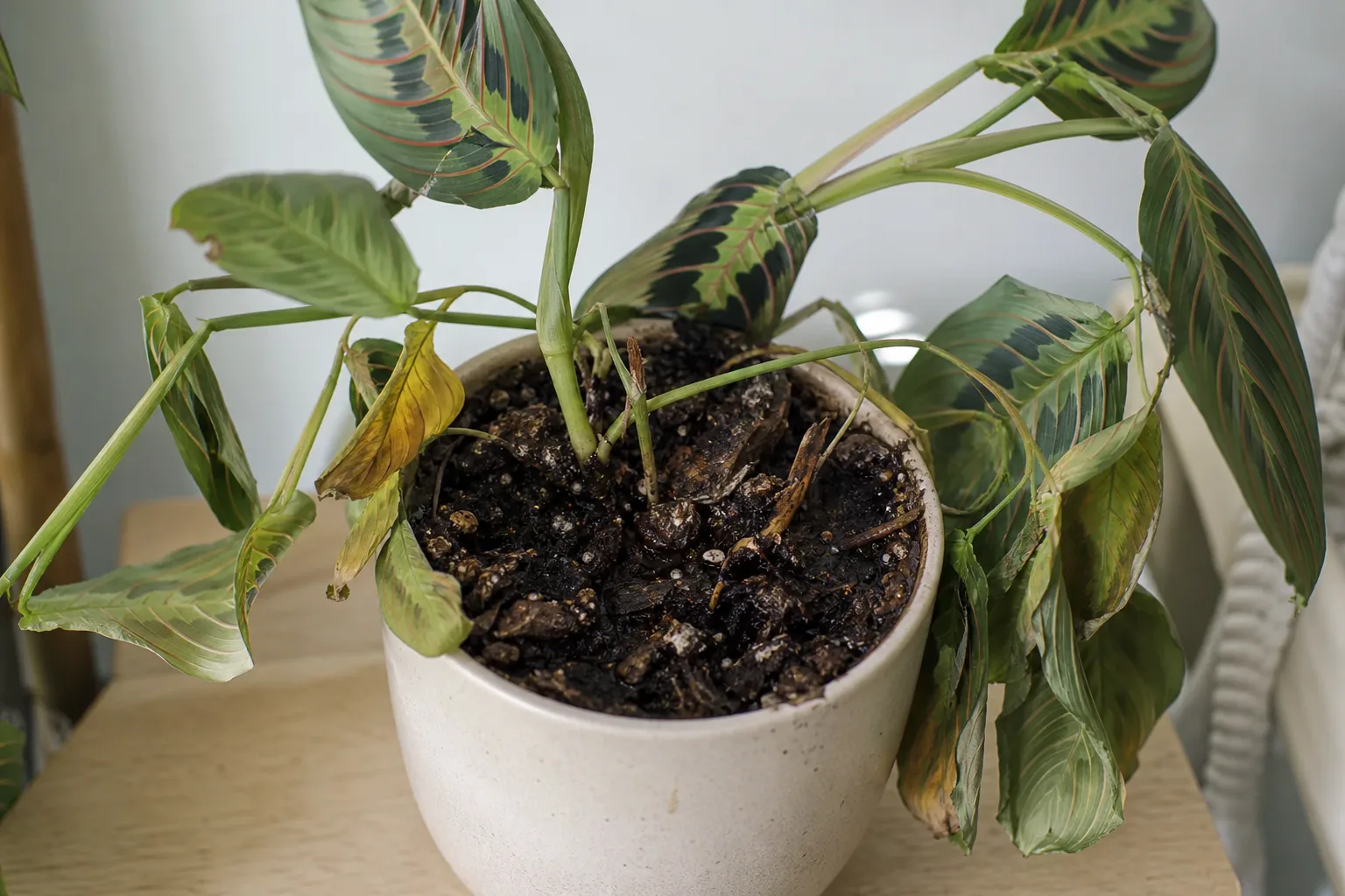 Overwatering on Maranta Leuconeura - visible symptom on the plant