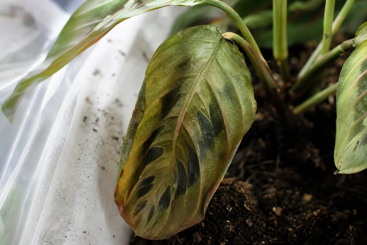 Close-up of Repotting Stress on Maranta Leuconeura - diagnostic detail