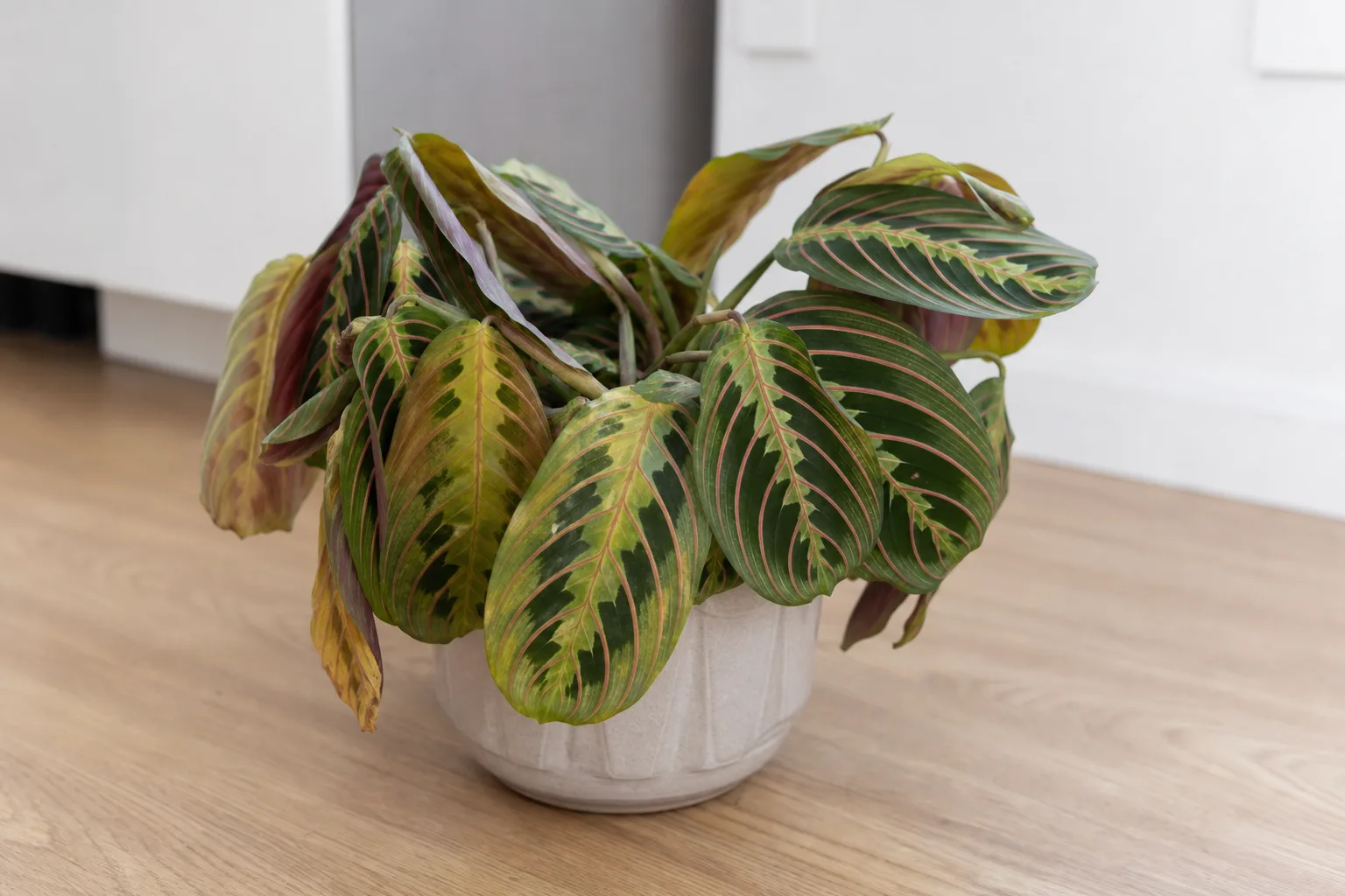 Repotting Stress on Maranta Leuconeura - visible symptom on the plant