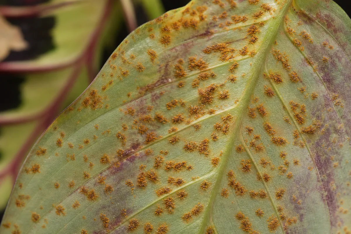 Close-up of Rust Disease on Maranta Leuconeura - diagnostic detail