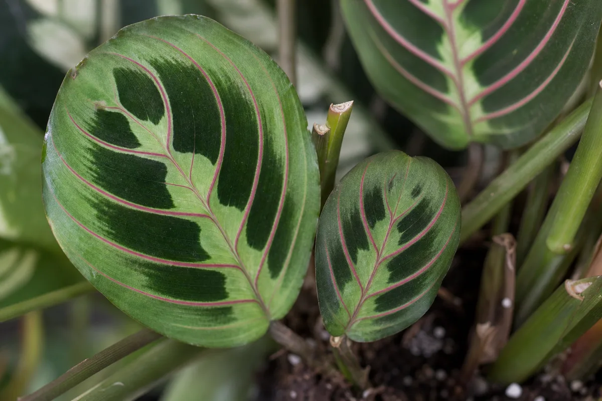 Close-up of Slow Growth on Maranta Leuconeura - diagnostic detail
