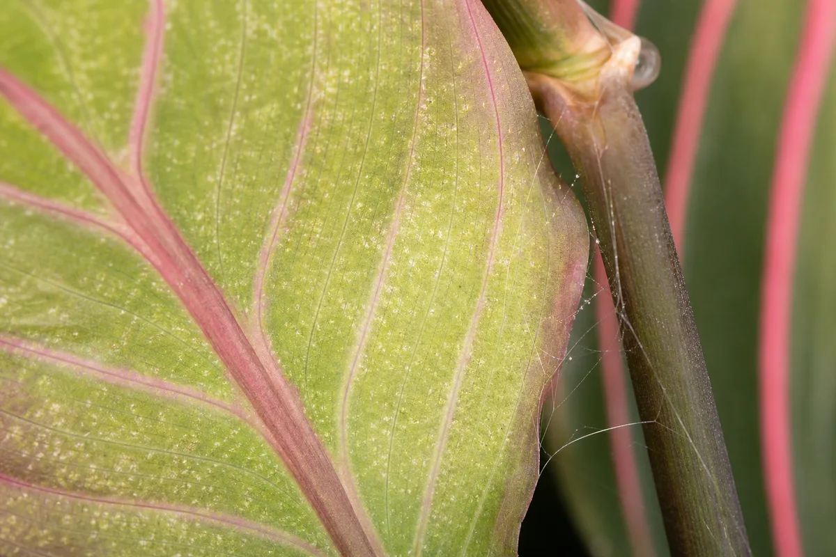 Close-up of Spider Mites on Maranta Leuconeura — diagnostic detail