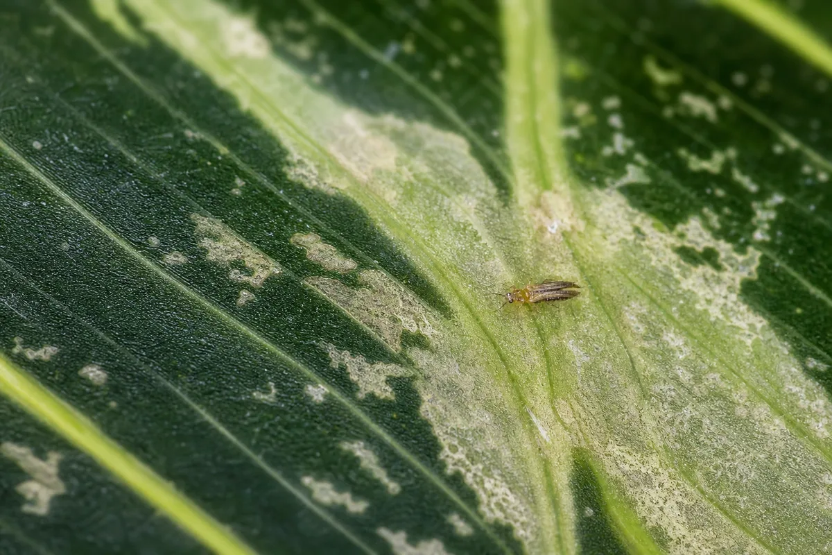 Close-up of Thrips on Maranta Leuconeura - diagnostic detail