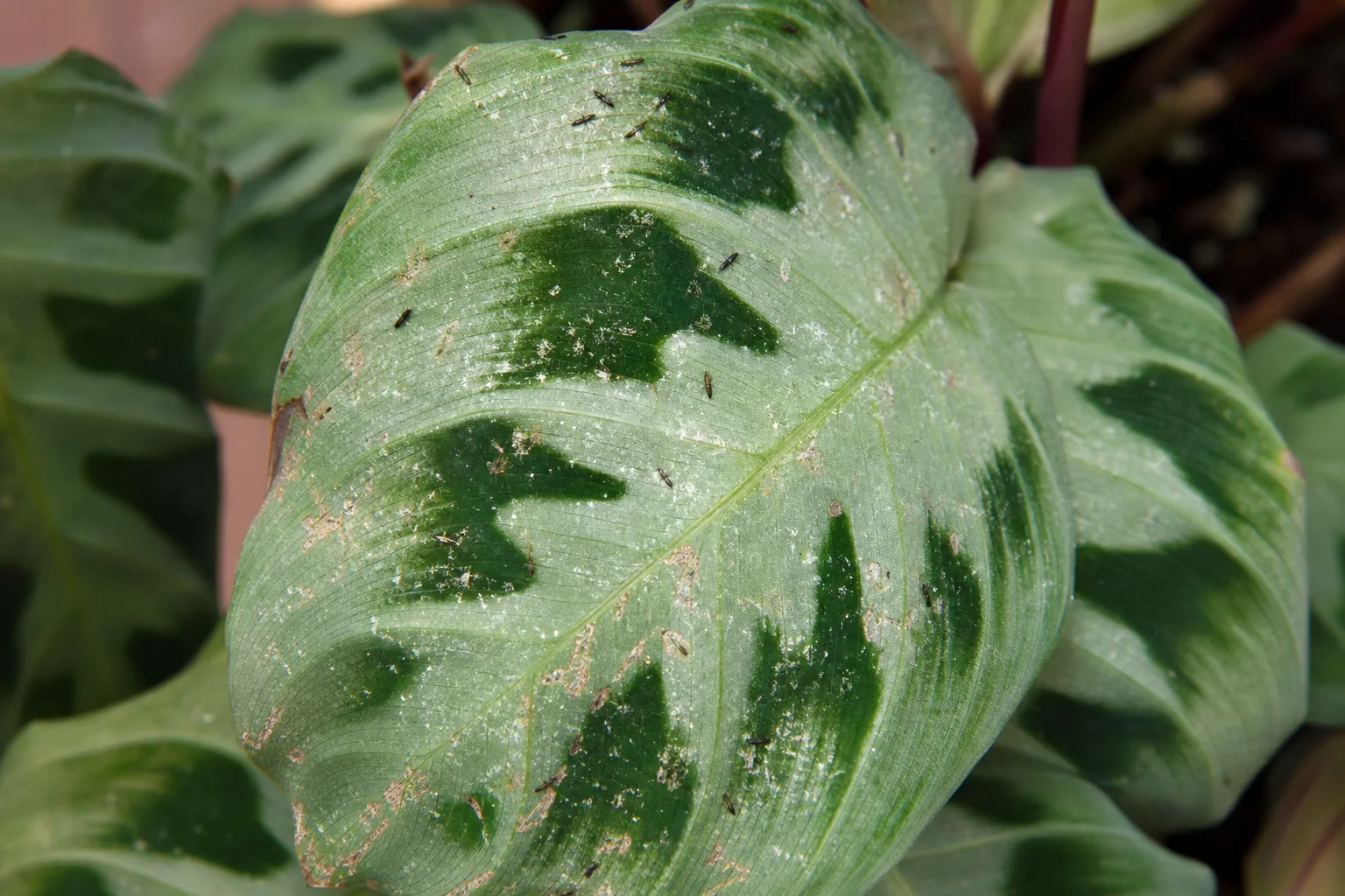 Thrips on Maranta Leuconeura - visible symptom on the plant