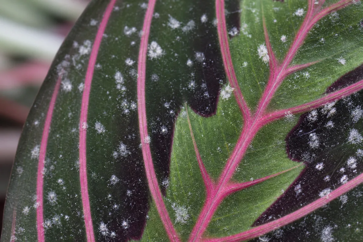 Close-up of White Spots on Maranta Leuconeura - diagnostic detail