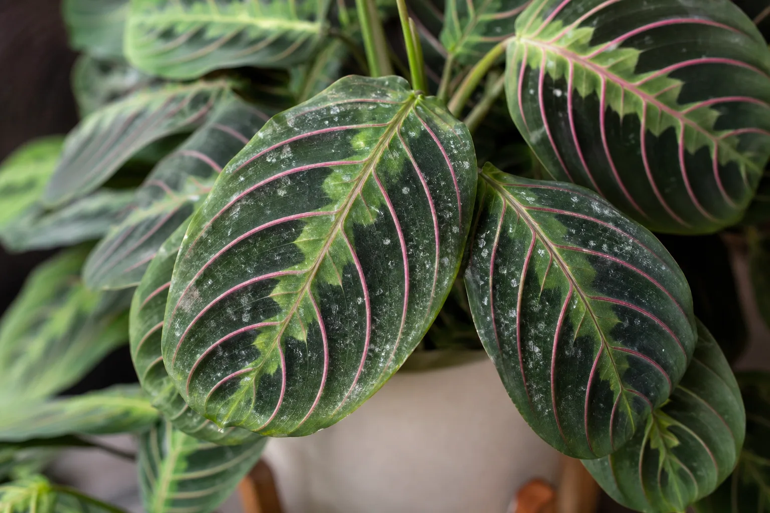 White Spots on Maranta Leuconeura - visible symptom on the plant