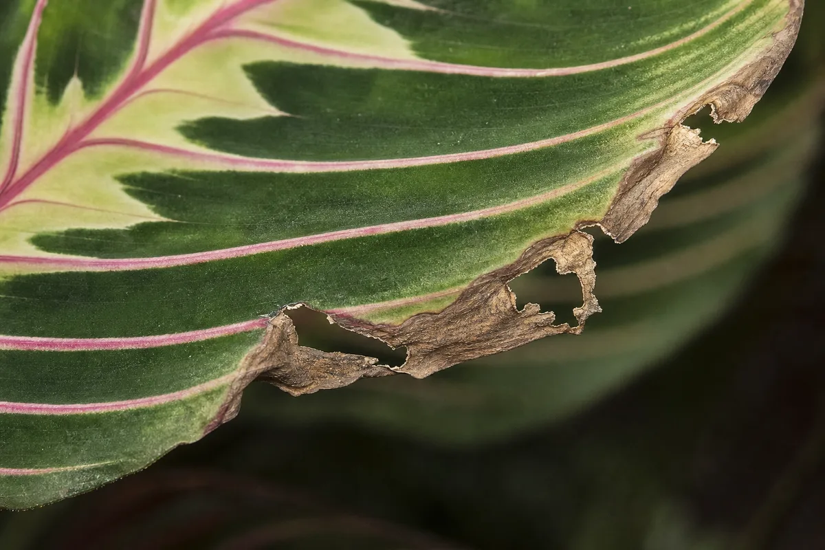 Close-up of Wind Damage on Maranta Leuconeura - diagnostic detail