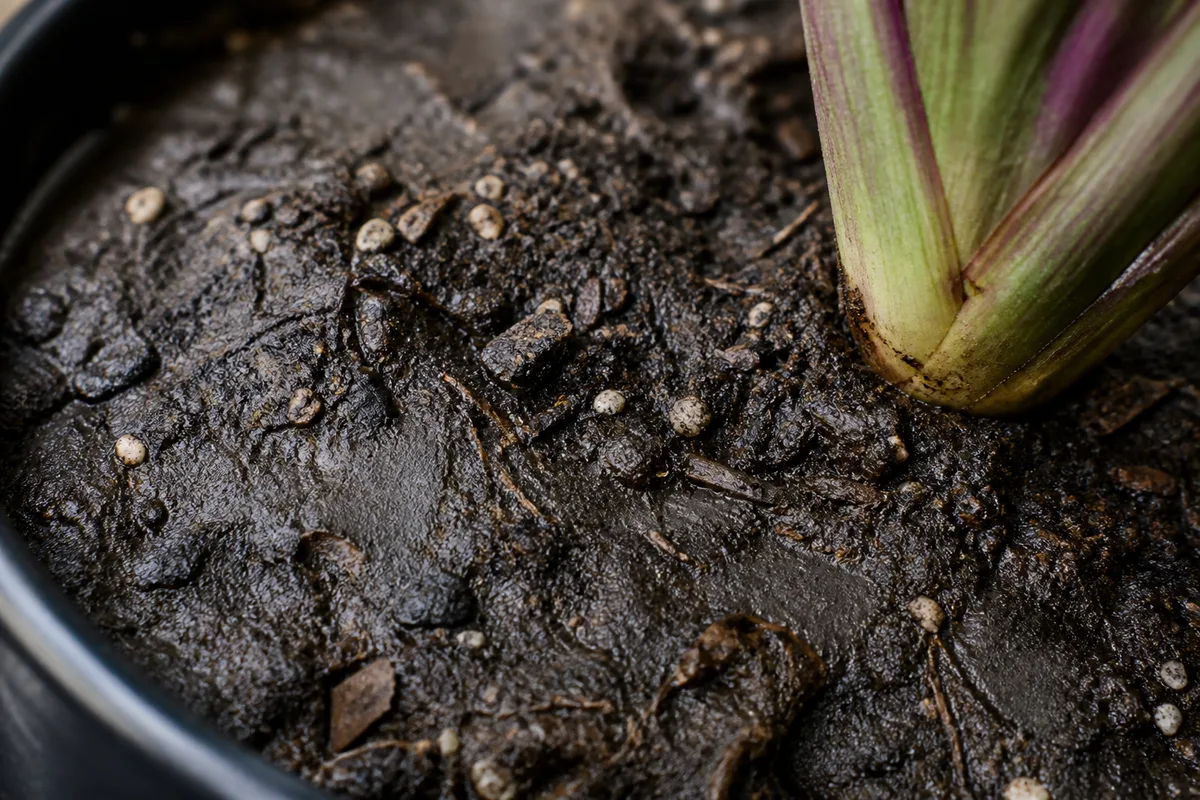 Close-up of Wrong Soil Mix on Maranta Leuconeura - diagnostic detail