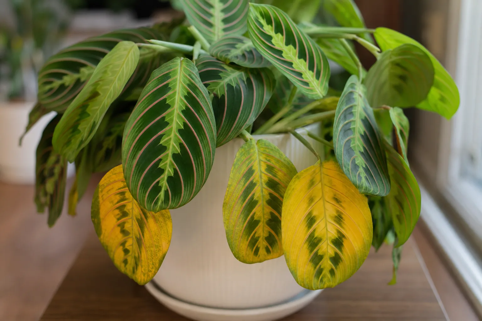 Yellow Leaves on Maranta Leuconeura - visible symptom on the plant