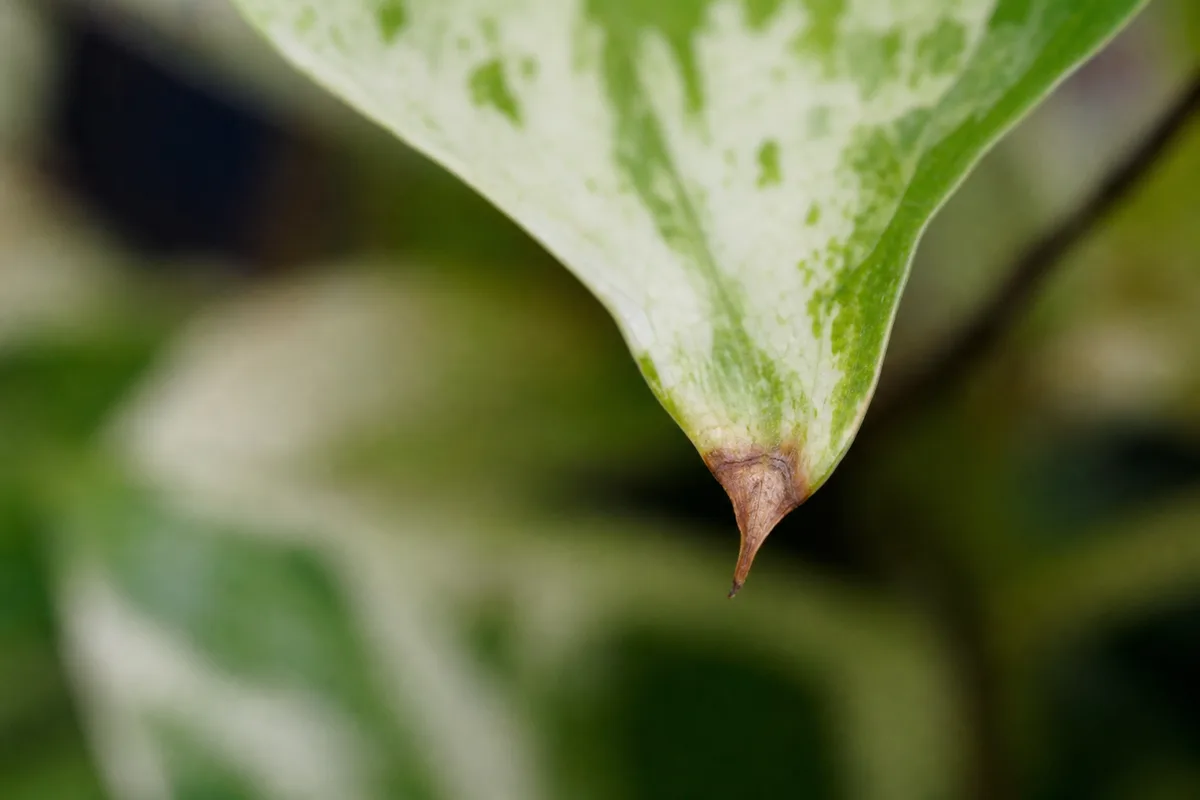 Close-up of Brown Tips on Marble Queen Pothos - diagnostic detail