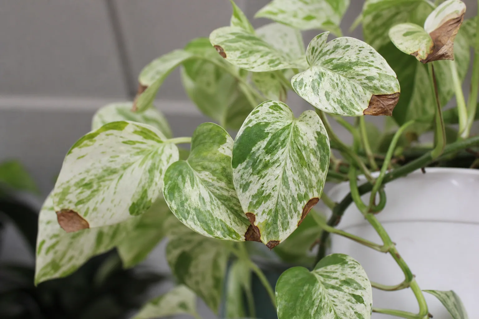 Brown Tips on Marble Queen Pothos - visible symptom on the plant