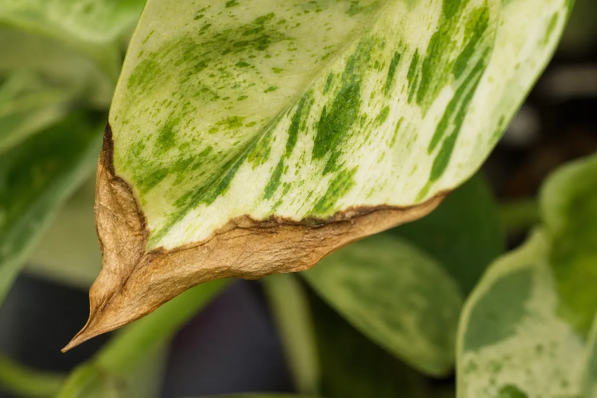 Close-up of Low Humidity on Marble Queen Pothos - diagnostic detail