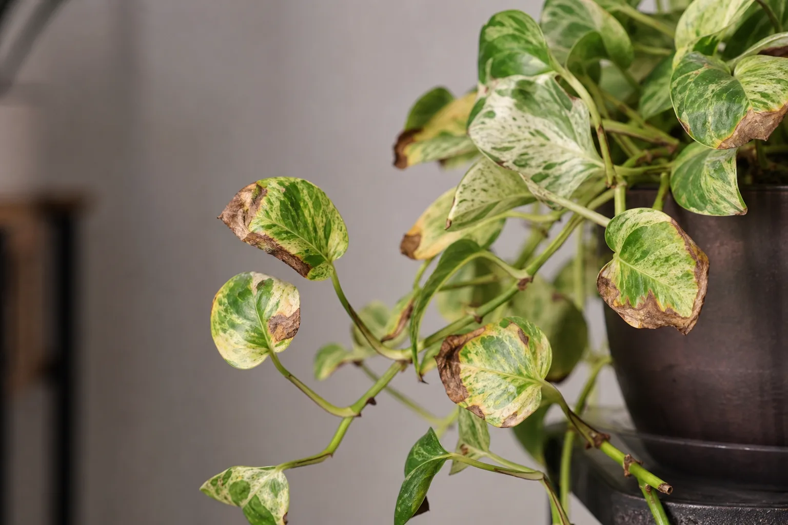 Low Humidity on Marble Queen Pothos - visible symptom on the plant