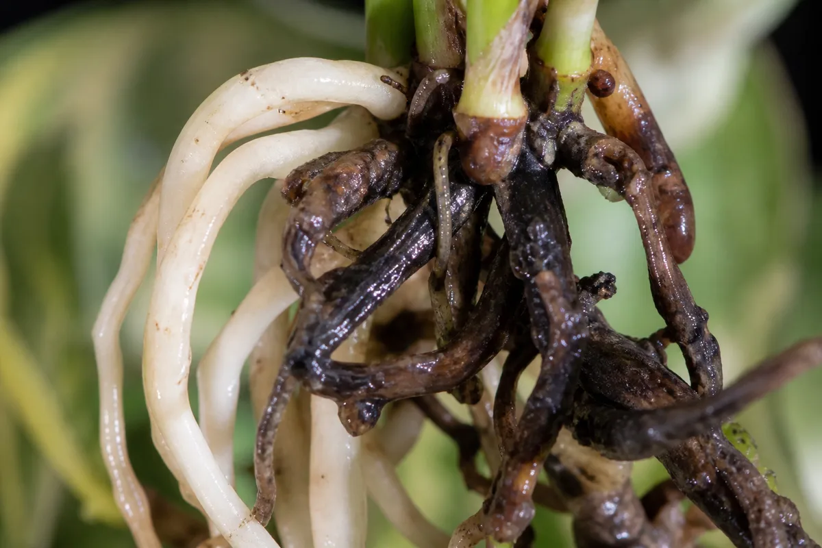 Close-up of Root Rot on Marble Queen Pothos - diagnostic detail