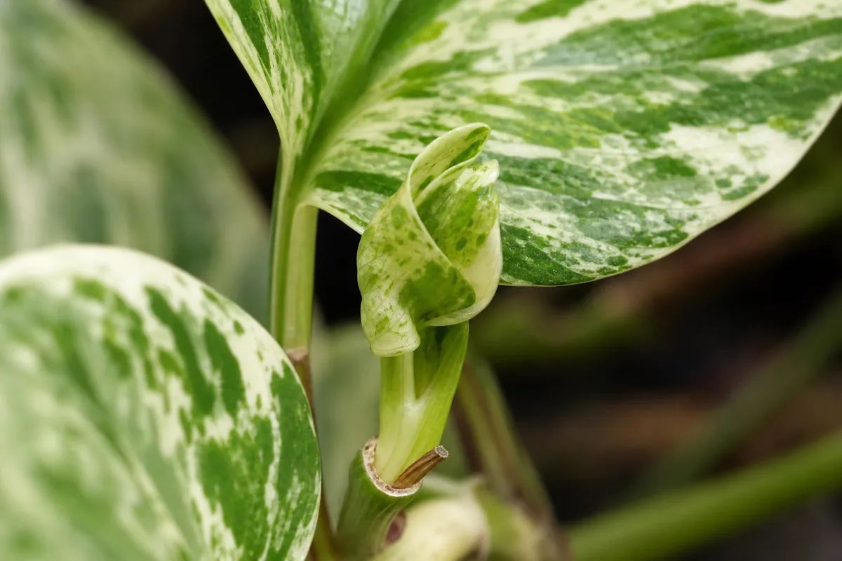 Close-up of Slow Growth on Marble Queen Pothos - diagnostic detail
