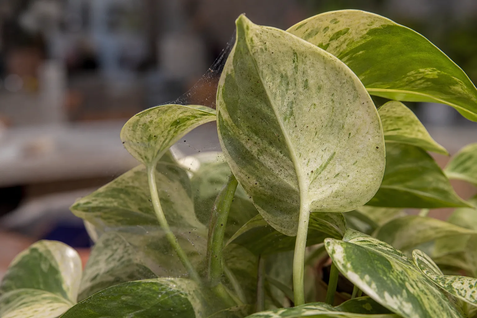 Spider Mites on Marble Queen Pothos - visible symptom on the plant