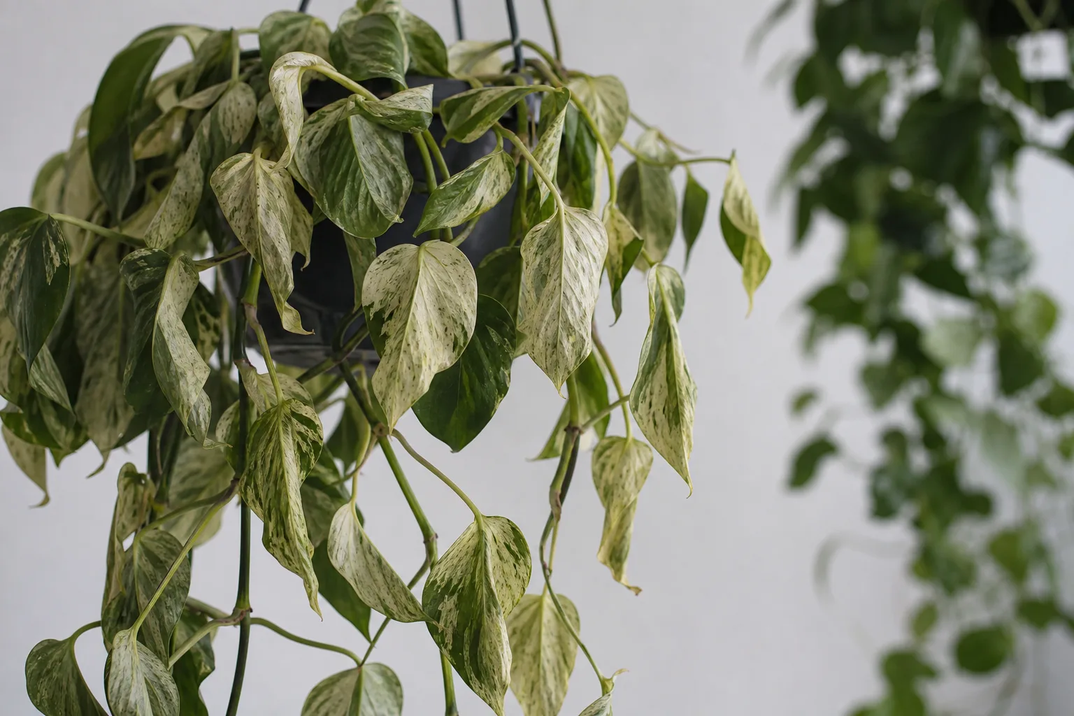 Wilting on Marble Queen Pothos - visible symptom on the plant