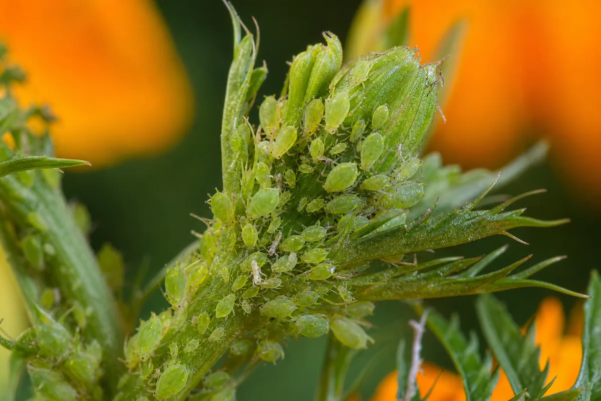 Close-up of Aphids on Marigold - diagnostic detail
