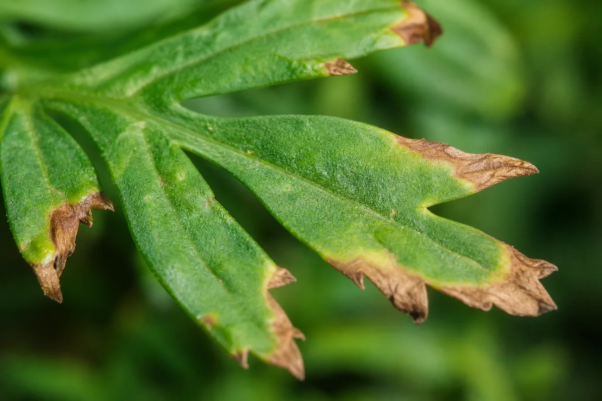 Close-up of Brown Tips on Marigold - diagnostic detail