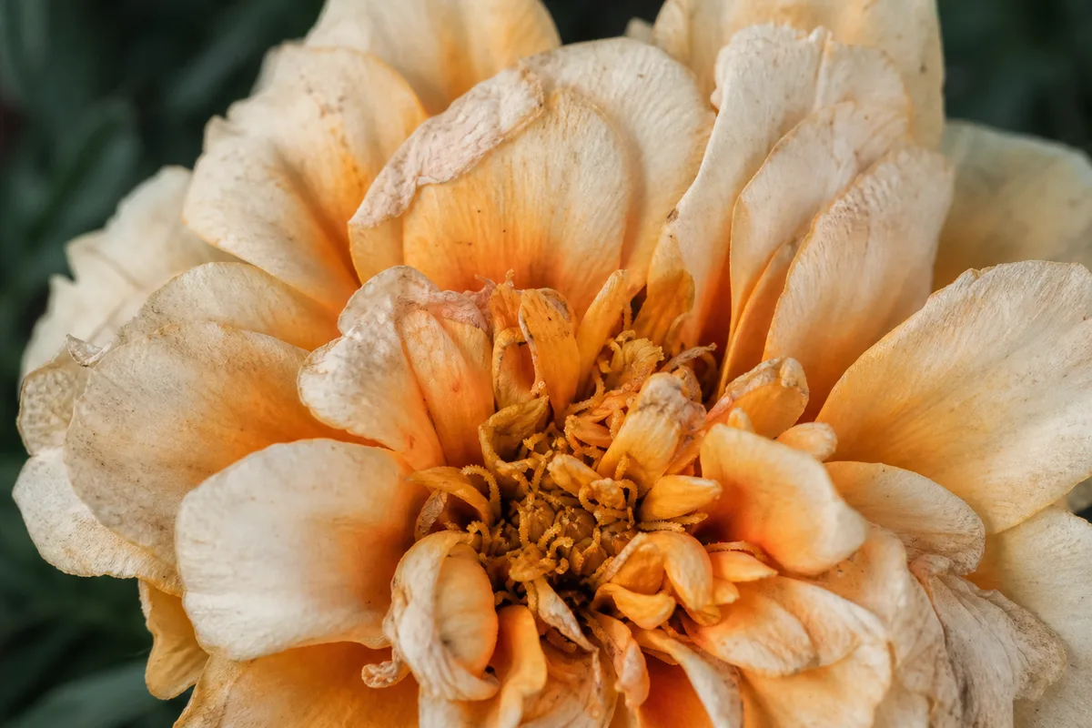 Close-up of Faded Flowers on Marigold - diagnostic detail