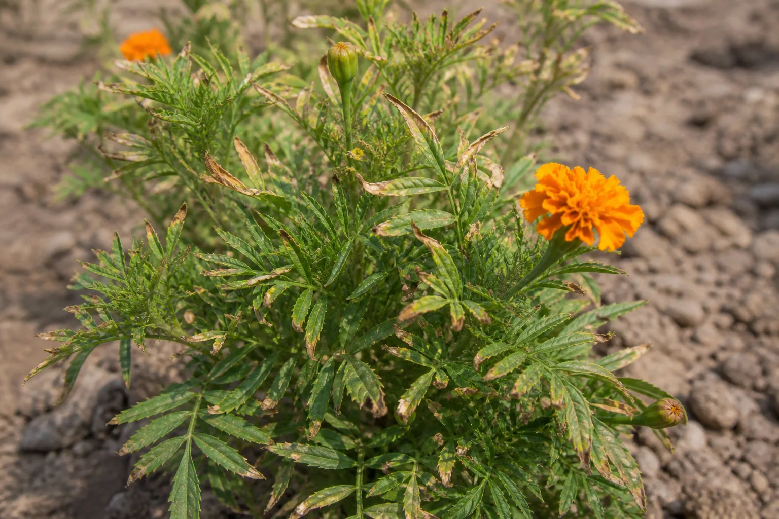 Low Humidity on Marigold - visible symptom on the plant