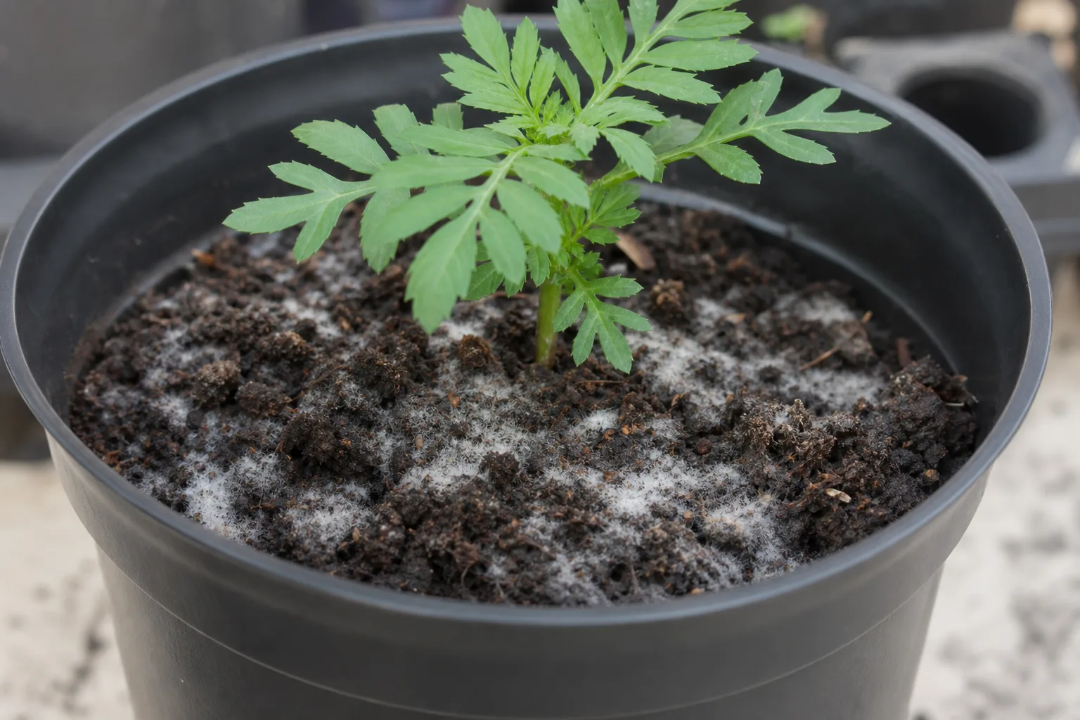 Mold on Soil on Marigold - visible symptom on the plant