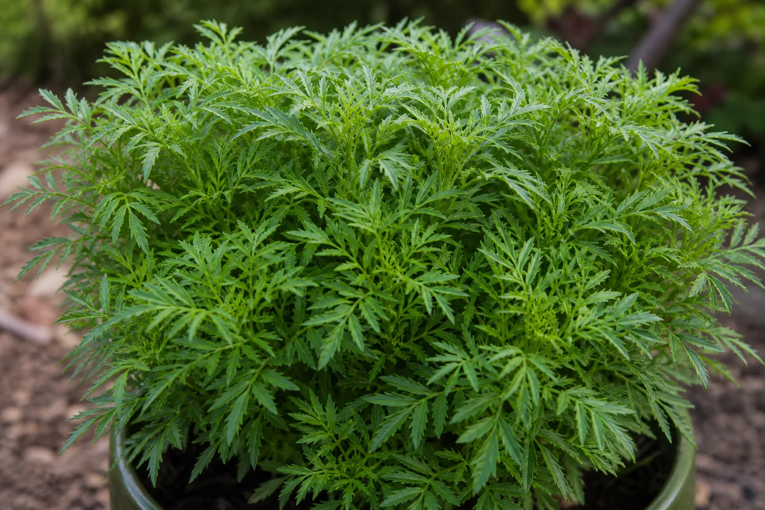 No Flowers on Marigold - visible symptom on the plant