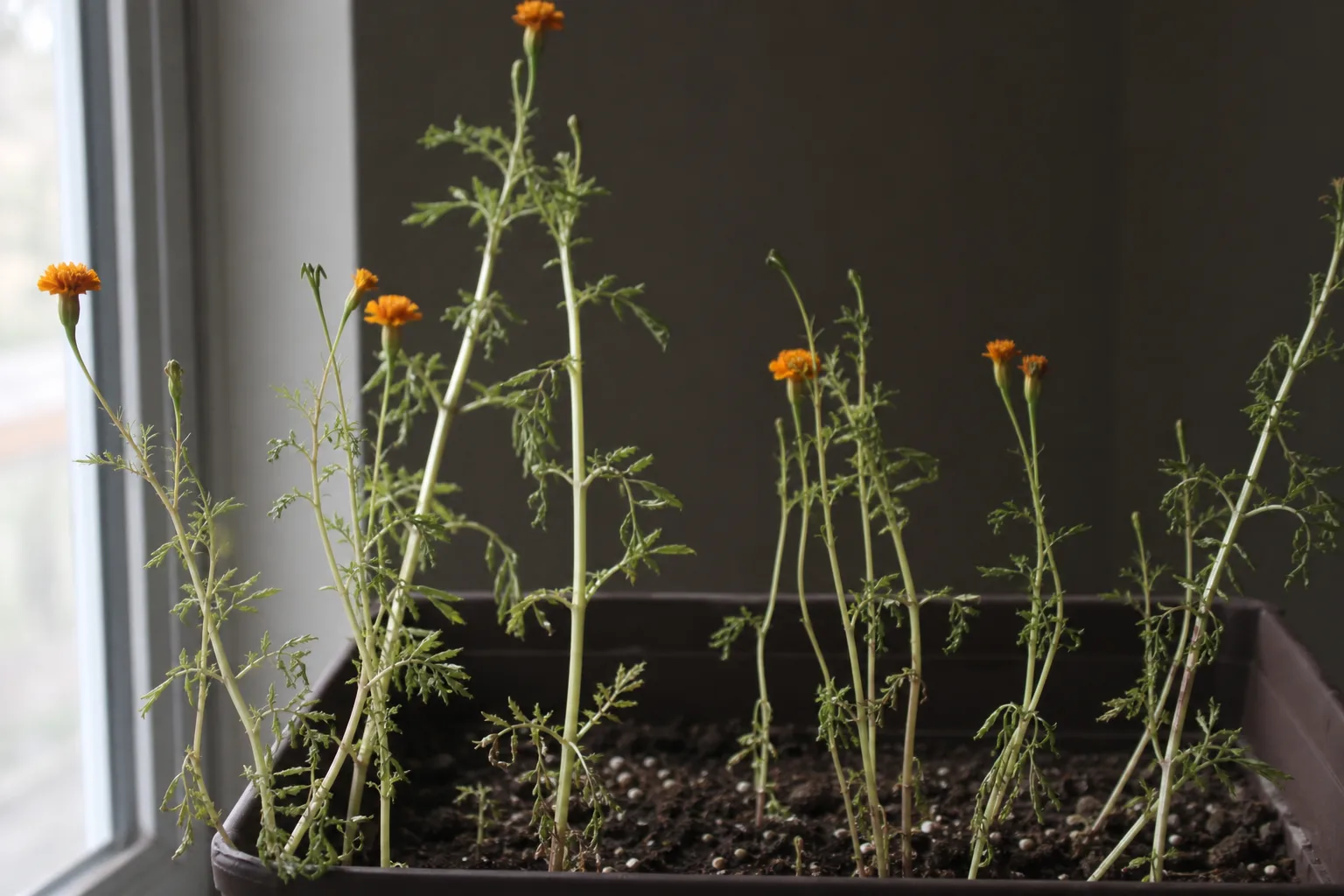 Not Enough Light on Marigold - visible symptom on the plant