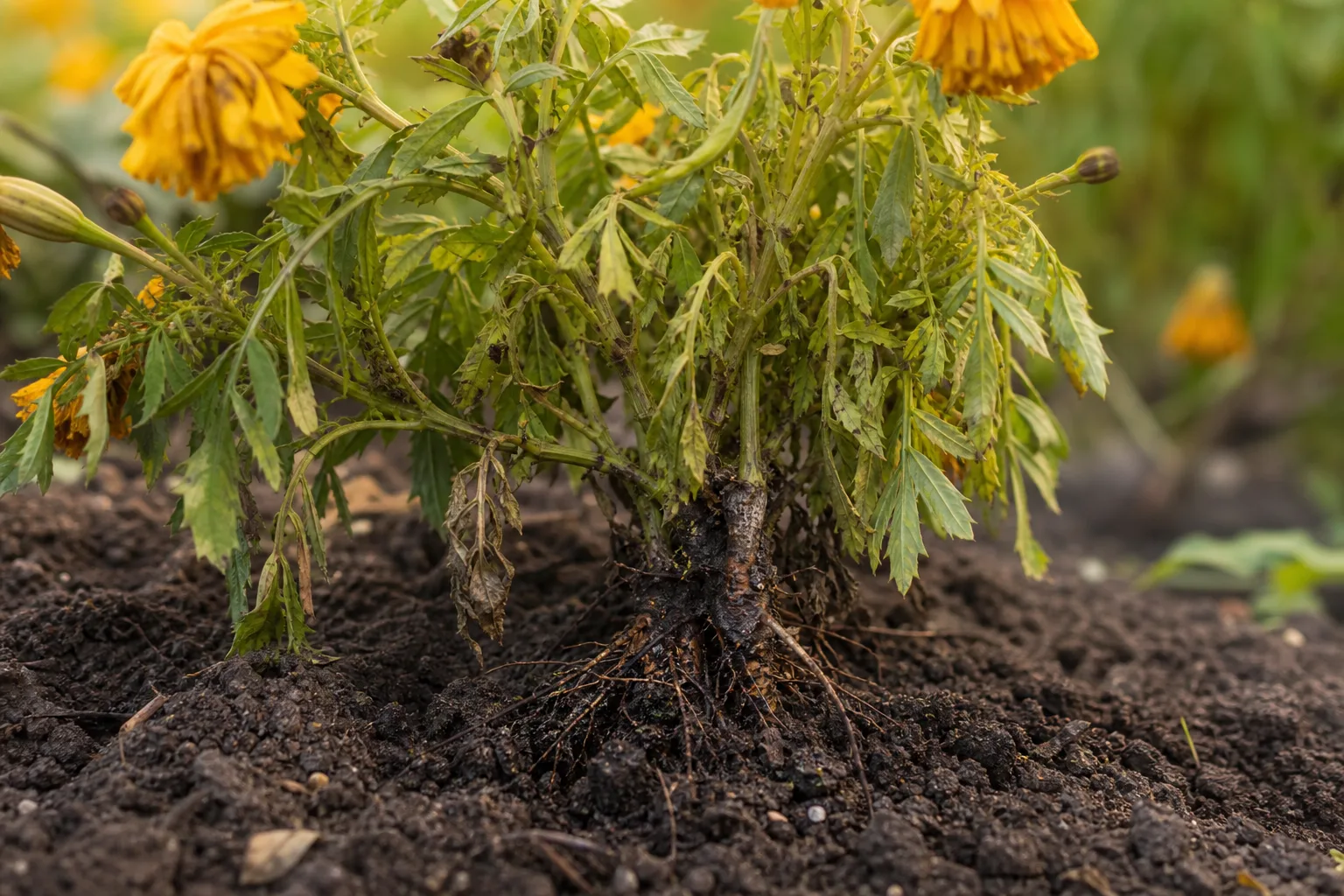 Root Rot on Marigold - visible symptom on the plant